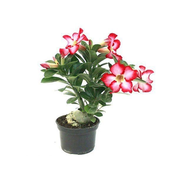 Adenium