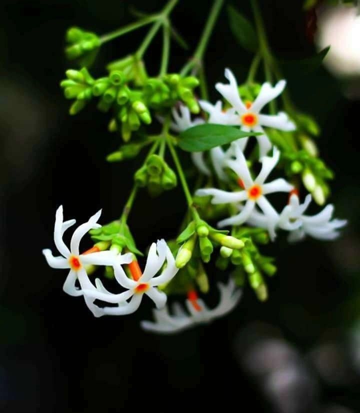 Harshingar (Parijat/Night-flowering Jasmine) - Image 2
