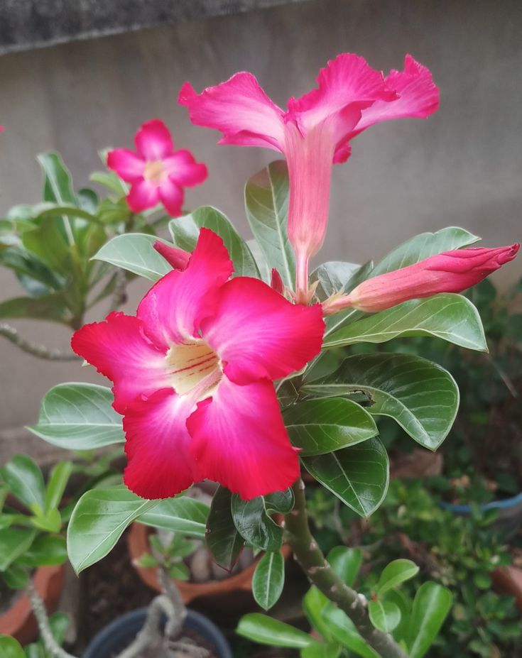 Adenium - Image 2