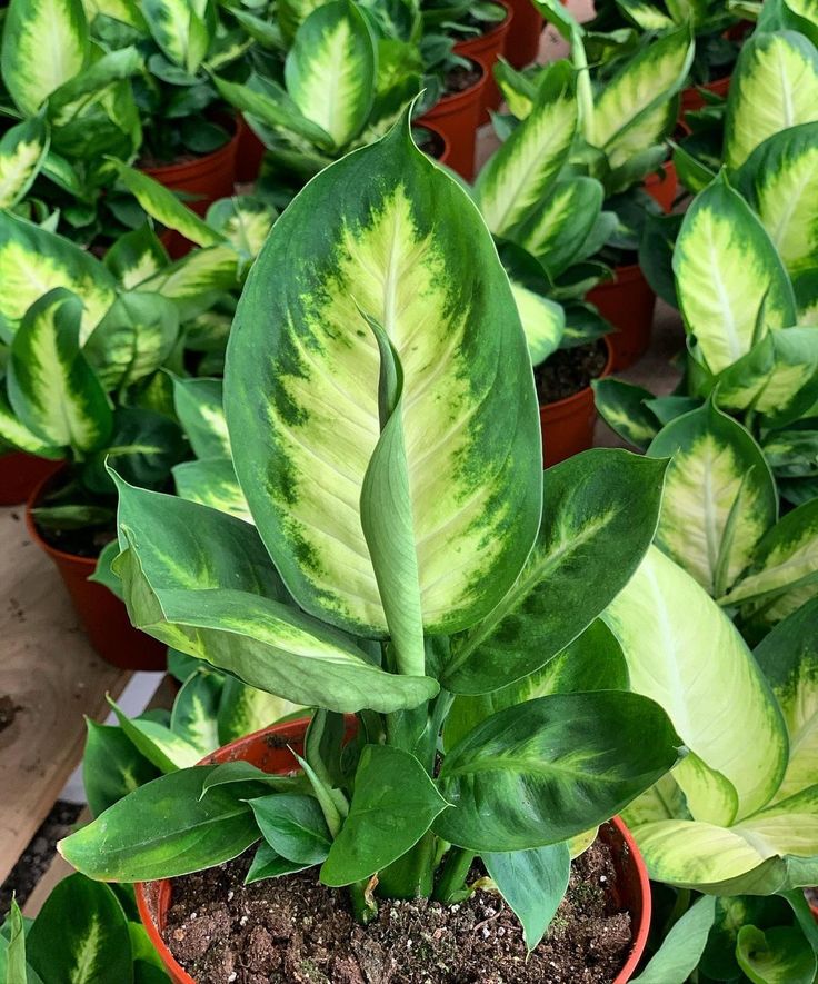 Dieffenbachia (Dumb Cane Plant) - Image 3