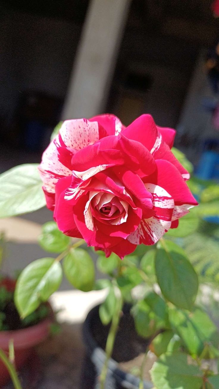 Rose Plant - Image 4