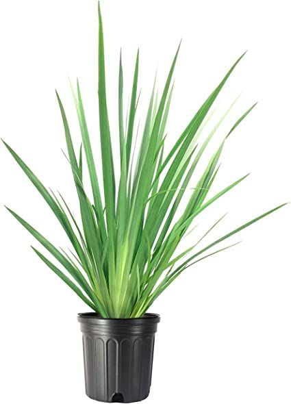 Lemon Grass - Image 2