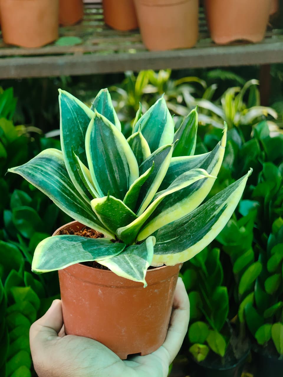 China Snake Plant - Image 3