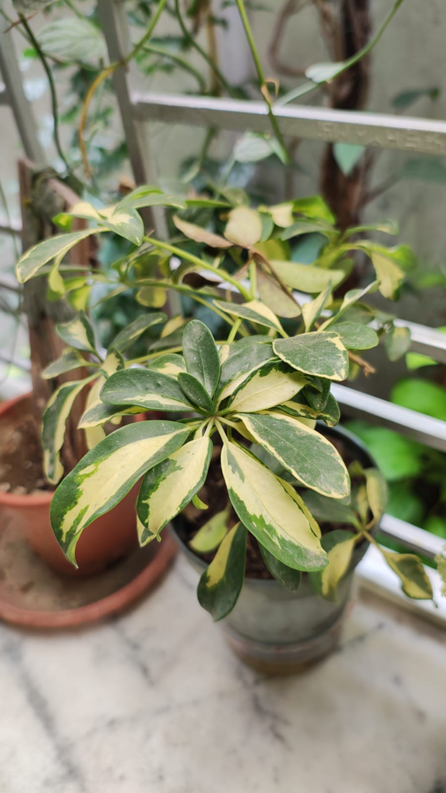 Schefflera Golden Amate - Image 4
