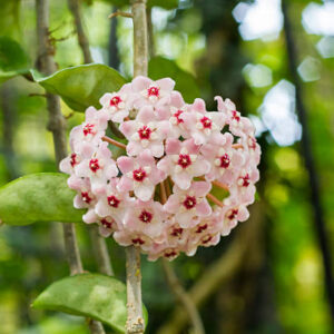 Hoya Carnosa