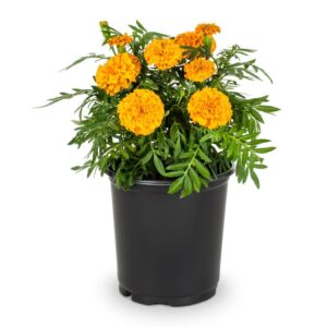 Marigold