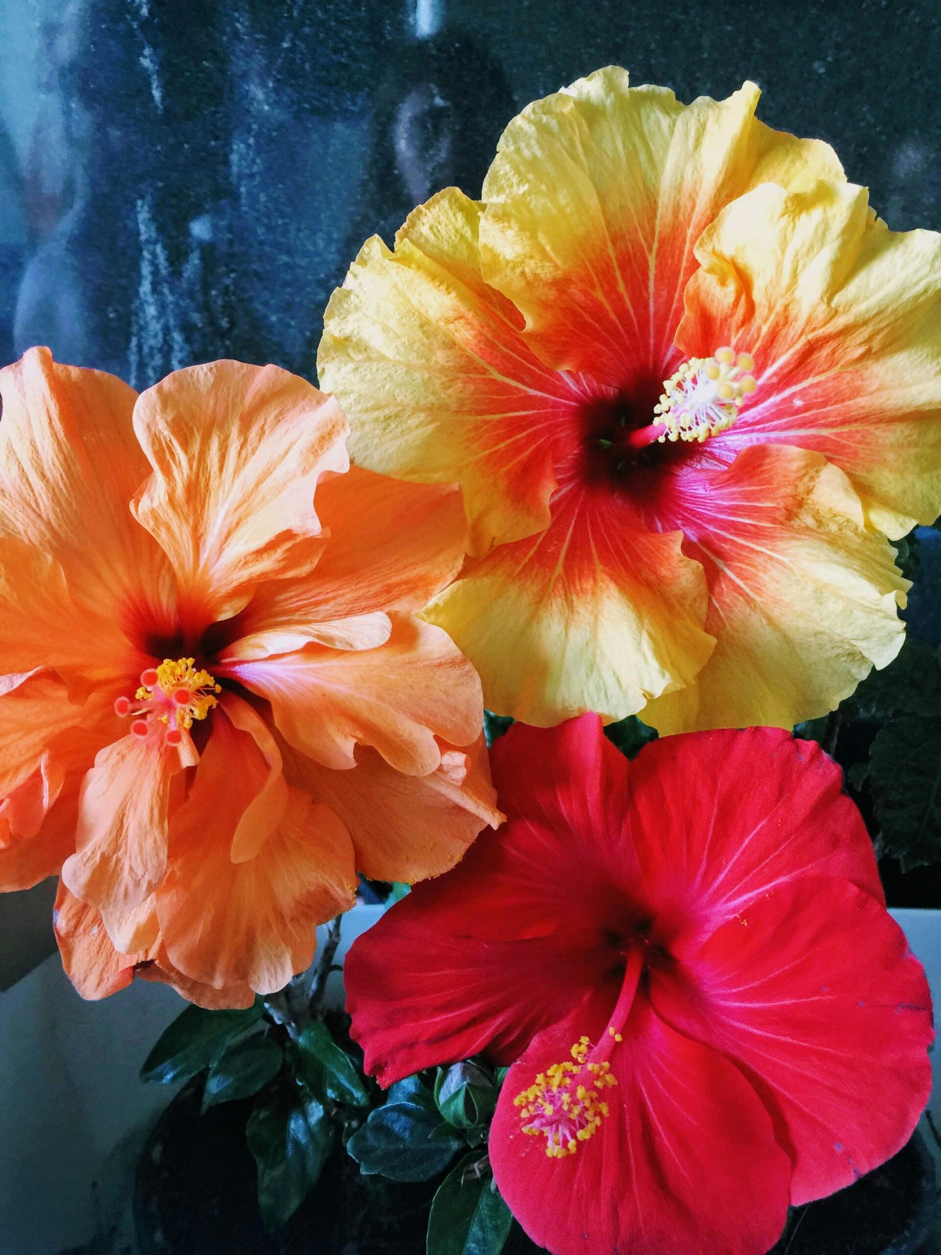 Close-up of colorful hibiscus flowers showcasing vibrant blooms in orange, red, and yellow.