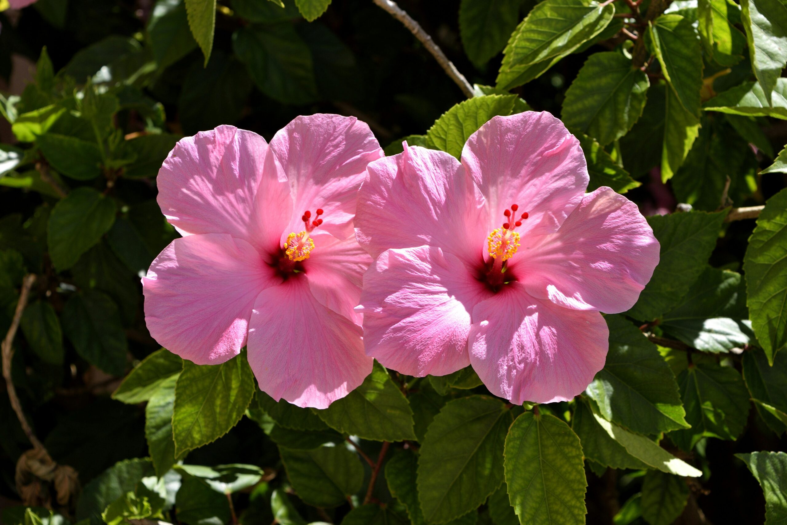 Close-up of two vibrant pink hibiscus flowers in full bloom with lush green leaves.