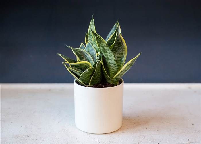 China Snake Plant - Image 2