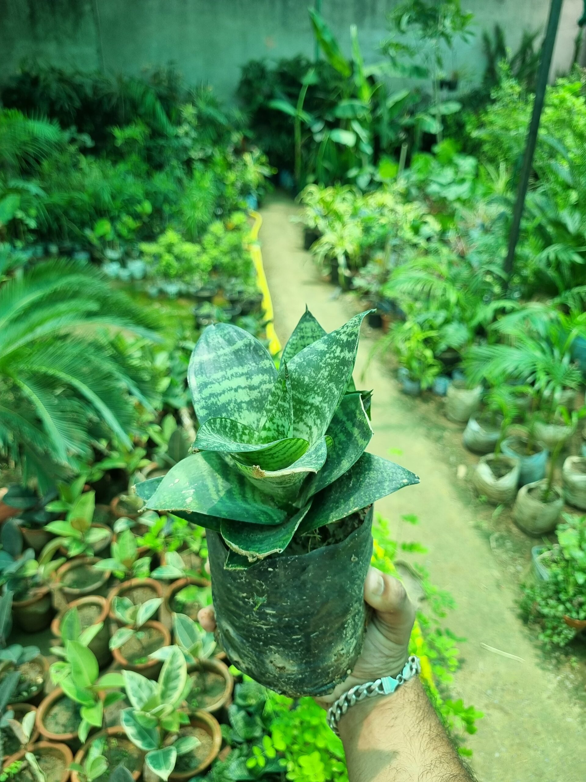 China Snake Plant - Image 4