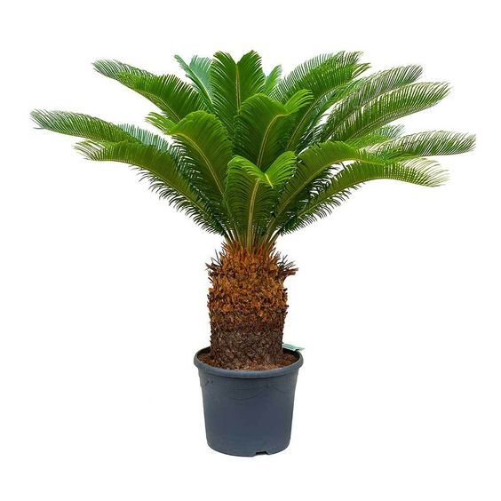 Sago Palm