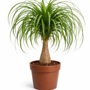Ponytail Palm