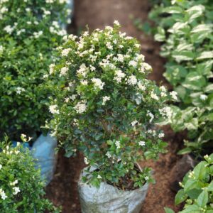 Madhukamini (Murraya paniculata)